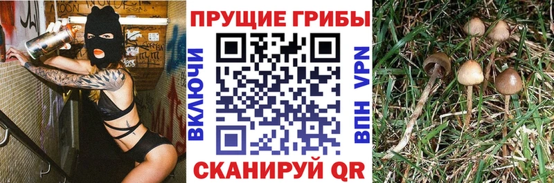 Псилоцибиновые грибы MAGIC MUSHROOMS Купить где Апшеронск